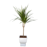 dracena_marginata