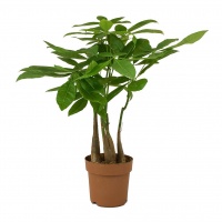 pachira-aquatica-multi-stem-money-tree_5000x