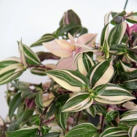 tradescantia-quadricolor-1598448305_l