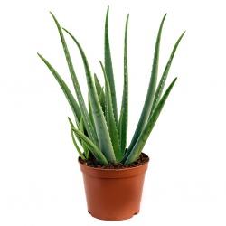 aloe-vera-70cm_5000x