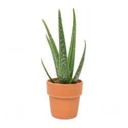 aloe-vera-small-terracotta_5000x