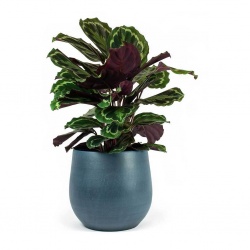 calathea-roseopicta-medallion-esra-plant-pot-dark-blue_4efcf77b-24a0-4ef9-bfc3-c1b5bd173f1b_5000x