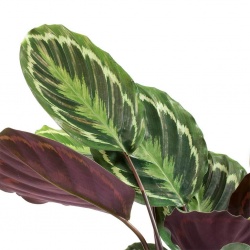 calathea-roseopicta-medallion-leaves_5000x