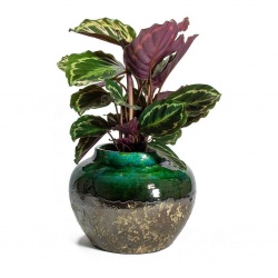 calathea-roseopicta-medallion-lindy-jar-plant-pot-black-green_09fc6653-2cfe-438d-925e-78cd39c067e5_5000x