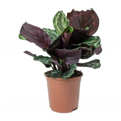 calathea-roseopicta-medallion-small_5000x