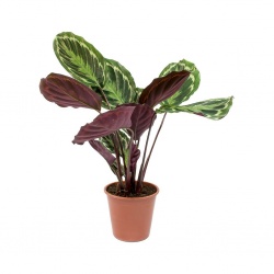 calathea-roseopicta-medallion_5000x