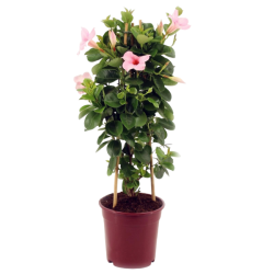 mandevilla-pyramid-pot-19-cm