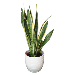 sanseveria-png__2