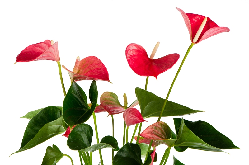 hortikultura.mk anthurium 3