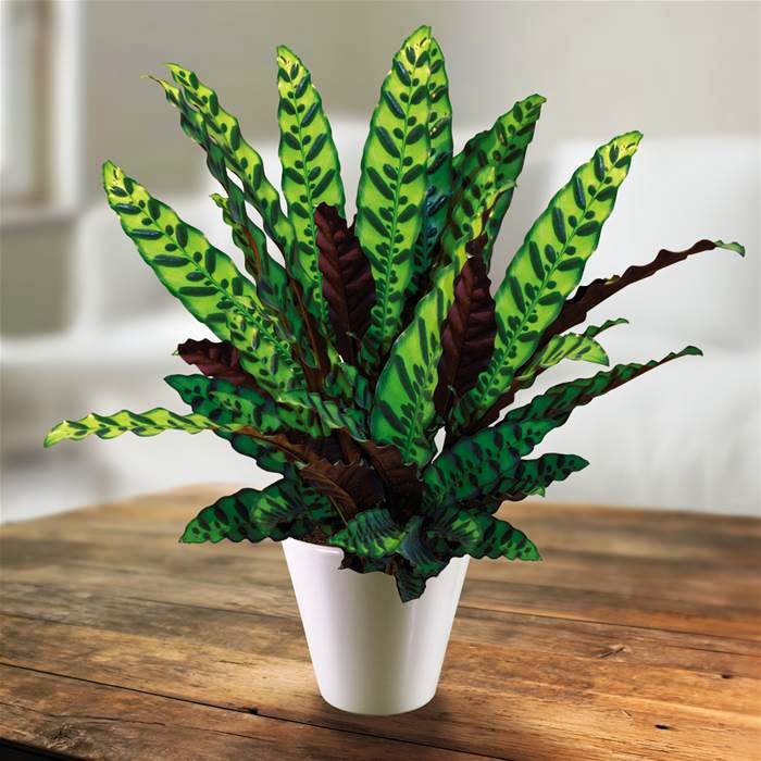 hortikultura.mk calathea 2