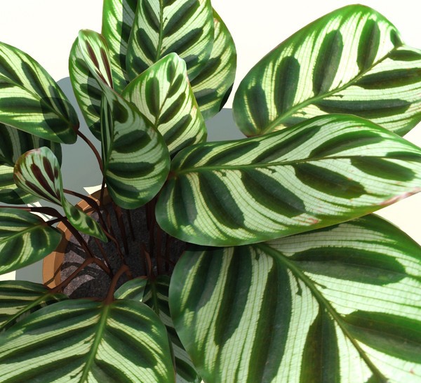 hortikultura.mk calathea 5