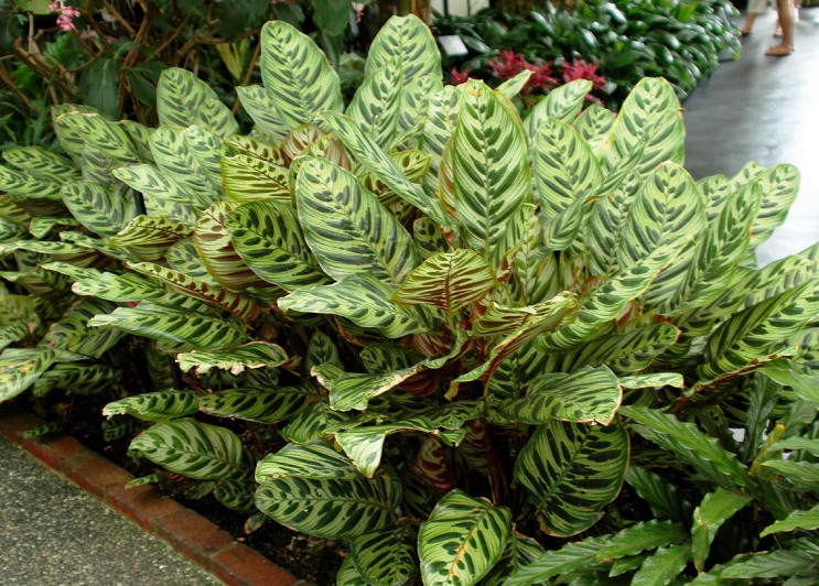 hortikultura.mk calathea 6