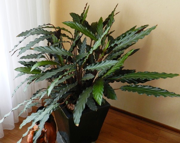 hortikultura.mk calathea 7