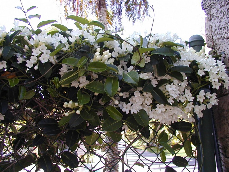 hortikultura.mk madagaskarski jasmin stephanotis 3