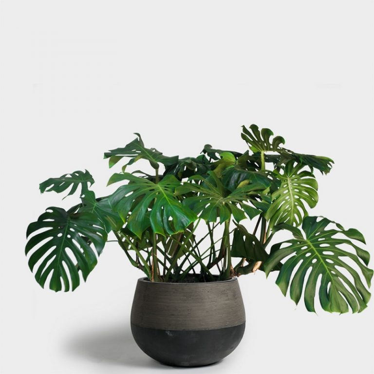 hortikultura.mk monstera 2 768x768