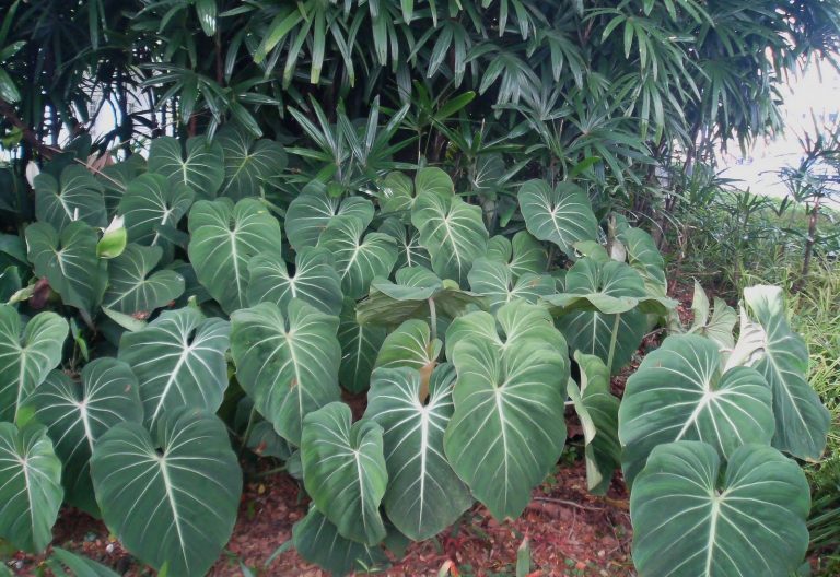 hortikultura.mk philodendron 768x528