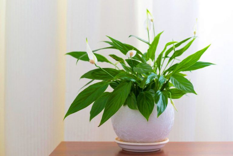 hortikultura.mk spathiphyllum 2 768x513