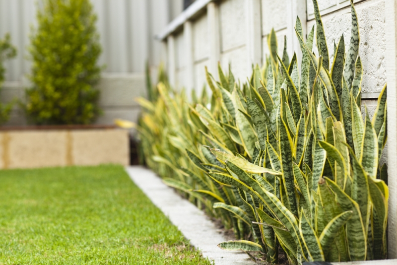 hortikulturamk sansevieria 2