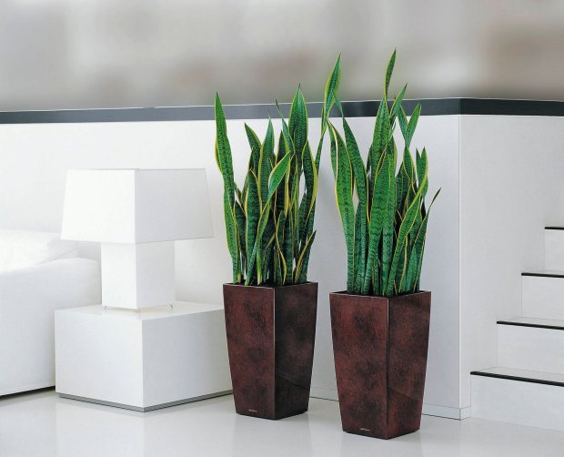 hortikulturamk sansevieria 4