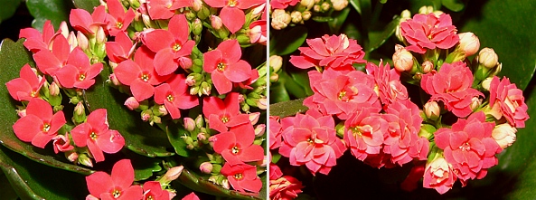 mutanti kalanchoe detaily2