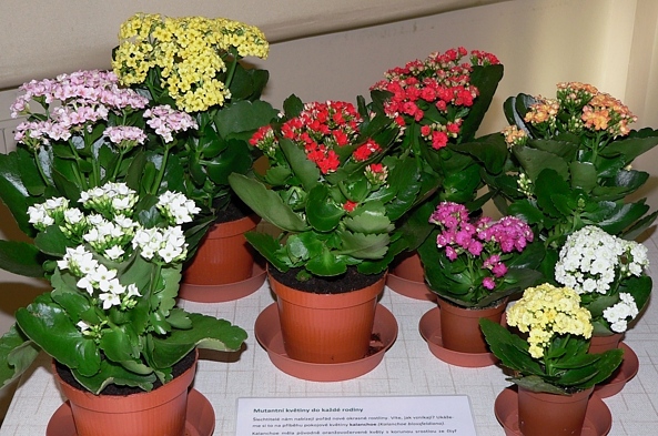 mutanti kalanchoe full2