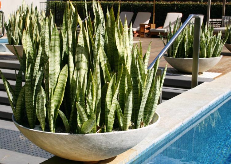 sanseveria